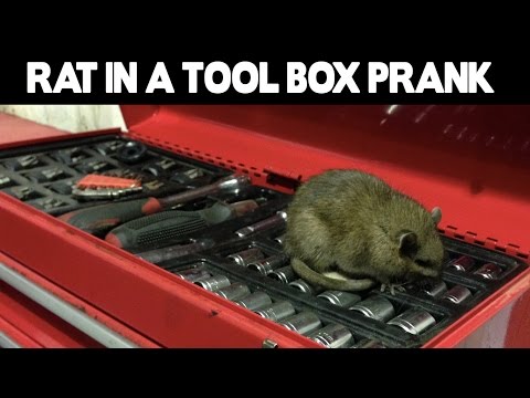 rat-in-a-tool-box-prank