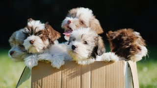 Open Your Heart And Let A Puppy In - Parry Gripp