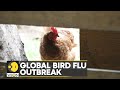 Bird flu outbreak worsening cost-of-living crisis | Latest International News | English News | WION