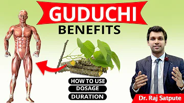 Medicinal Benefits of Guduchi / Giloy | Uses of Giloy / Guduchi For Immunity, Diabetes & Fever