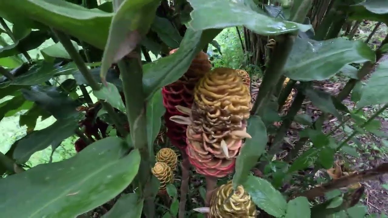 Plus Ultra Salento's Las Acacias Viewpoint Exploration