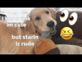 My Dog Doesn’t Like When I Stare At Him - Funny Golden Retriever