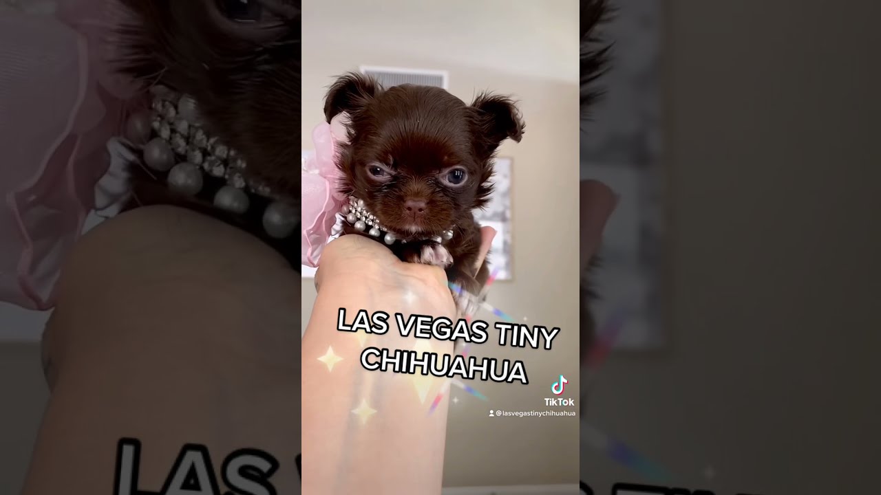 Tiny 6 Weeks Old Chocolate Chihuahua Female From Las Vegas