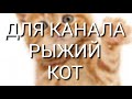 ДЛЯ КАНАЛА РЫЖИЙ КОТ