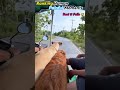 #Wait Till the End #funny #comedyshorts #funnyanimals