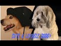Cute pets | cute dogs | dogs lover | pets | lovely pets | lovely dogs | cute animals | type of dogs