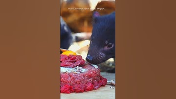 Tasmanian Devil Joeys Enjoy Birthday Treat