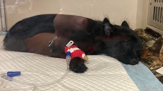 Salt Lake area animal shelter raising money for puppy's surgery after being thrown from car screenshot 3