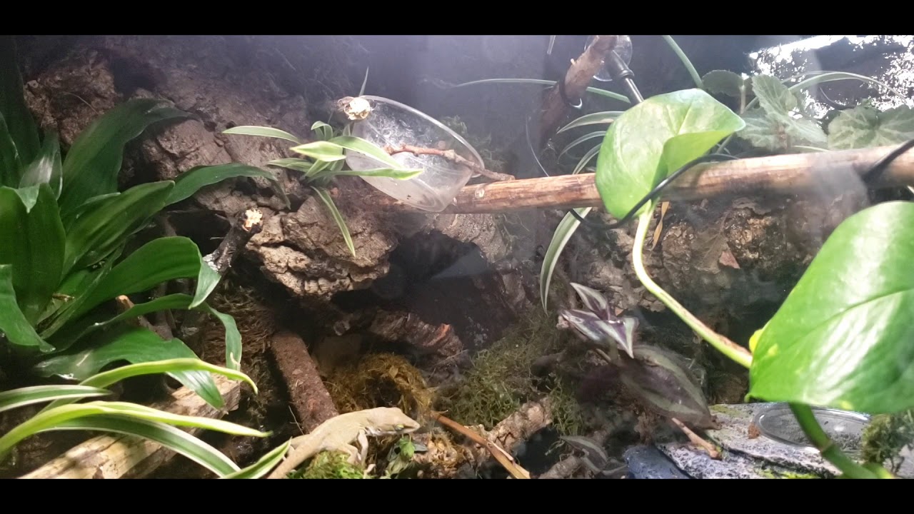Green Anole in Bioactive terrarium YouTube