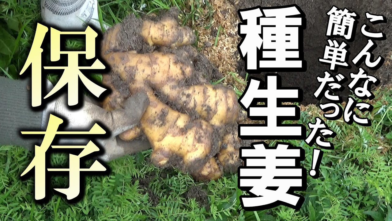 【自然農】簡単だった！「種ショウガ」保存方法　2024年3月5日【natural farming】