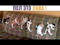 ПОЛ ЭТО ЛАВА!!! АААААА!!!))) Приколы с котами | Мемозг 804