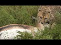 Brutal Cheetah Kill - What You don't see on Disney and the Lion King