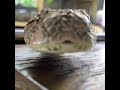 Yakın Markaj: Görkemli Bir Engerek! 🐍😱 #yılan #doğa #shorts
