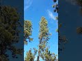 New Episode of Cleaning Up the Forest #batterypoweredchainsaw #firewood #colorado #ryobi