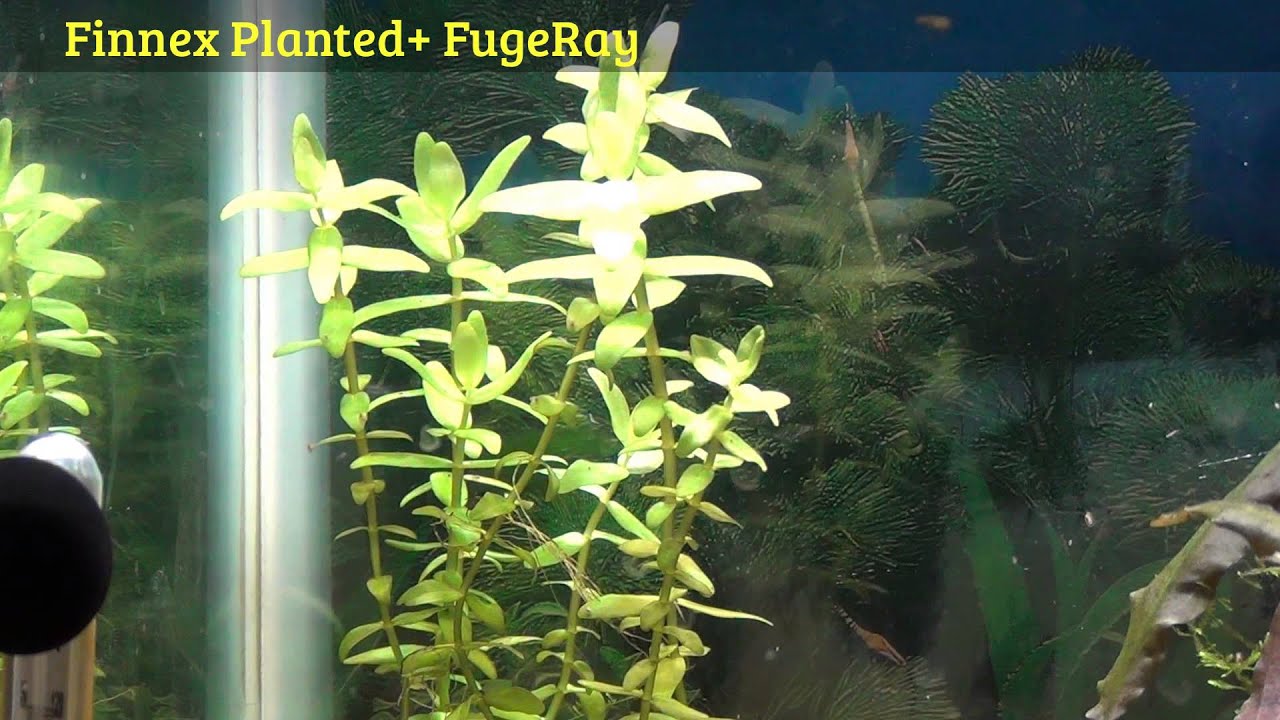 finnex planted fugeray 1
