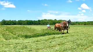 DRAFT HORSES MOWING HAY ... & some of the PROBLEMS we face!! #500