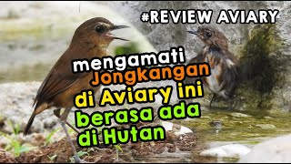 MENGAMATI JONGKANGAN DI AVIARY BESAR INI BERASA ADA DI DALAM HUTAN BELANTARA #REVIEW