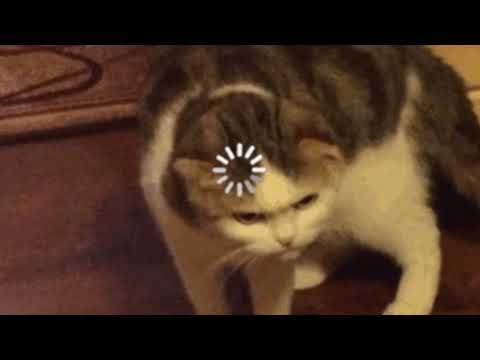 Cat Loading Meme