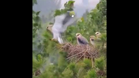 Never afraid of the broken branches, because I believe in my wings ❤️Wild Life 36#Short