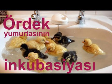 Video: Ağcaqanadları dəf etməyin 3 yolu