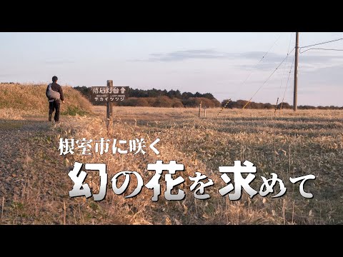 知床から根室までドライブをして幻の花を探す旅｜北海道独りドライブ