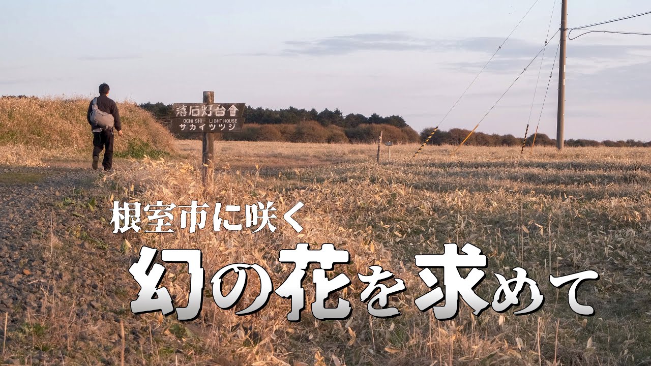 知床から根室までドライブをして幻の花を探す旅｜北海道独りドライブ