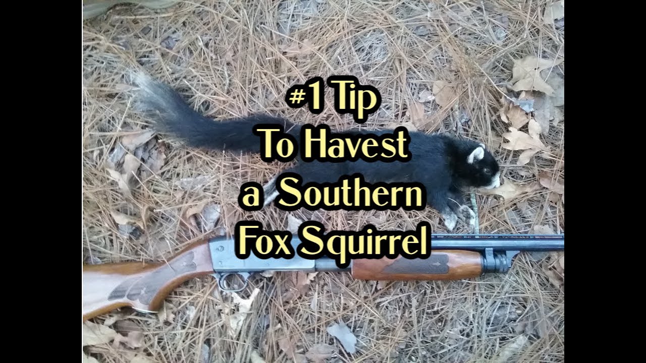 #1 Tip to Kill a Southern Fox Squirrel - Fox Squirrel Hunting