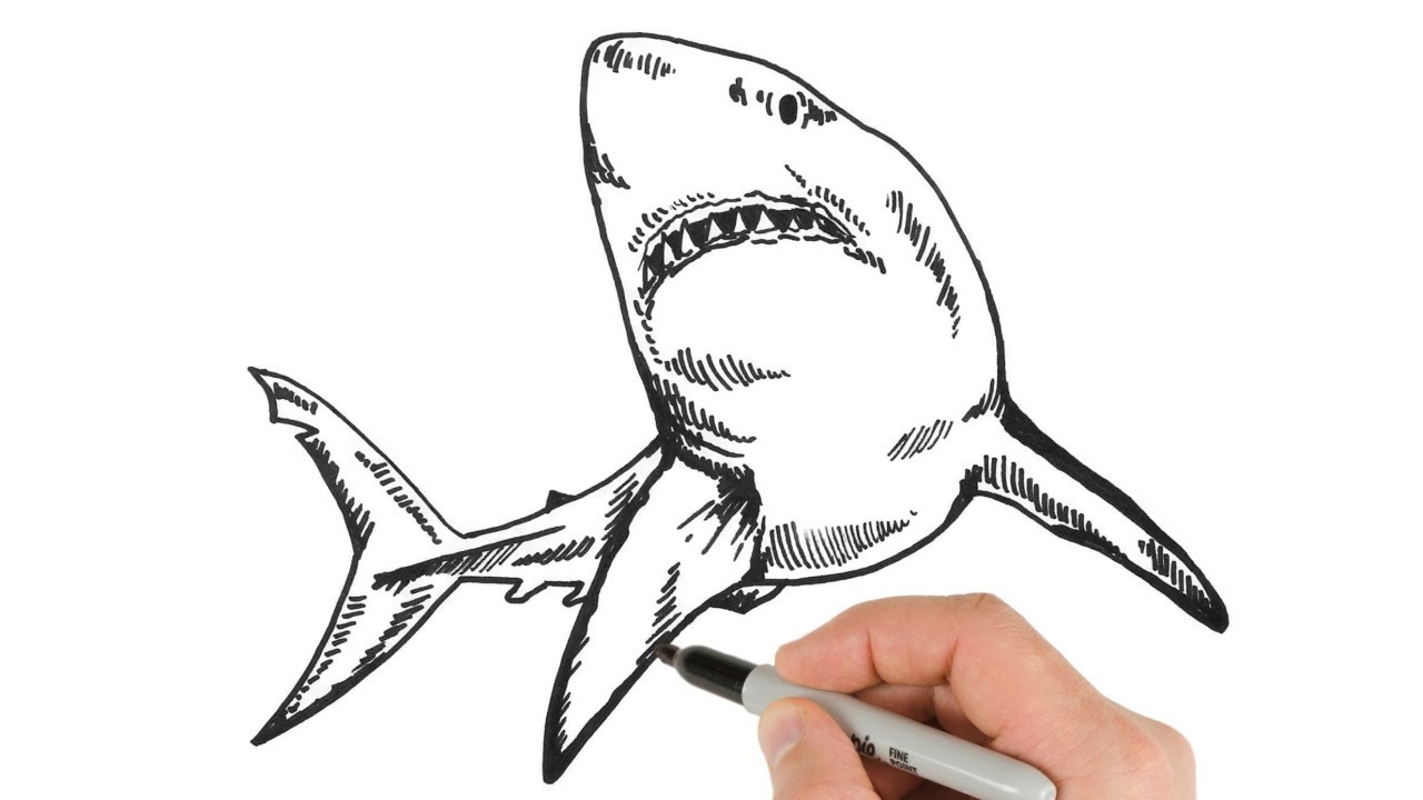 Shark Sketch Stock Photos - Free & Royalty-Free Stock Photos from Dreamstime