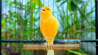 1 Hour Canario Belga Vocal Training – Natural Canario Cantando for Better Quality screenshot 2