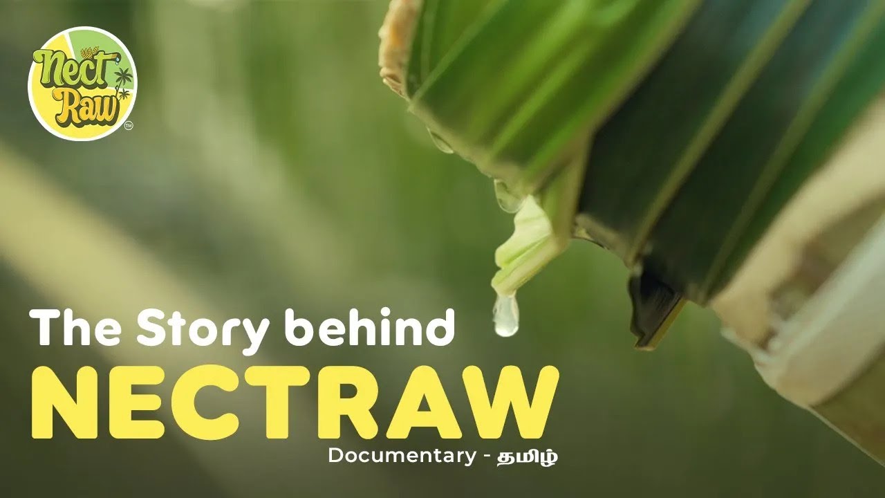 The Story Behind NectRaw | From Tree to Table: The Journey of Coconut Neera | Nature’s Purest Drink