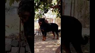 My Bulky Rottweiler❤️. #10yearsold #rottweiler #doberman #dogshorts #motivation #dogsofyoutube #pets