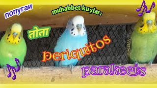 Enjoy Listening 2 hrs of the Song of Parakeets