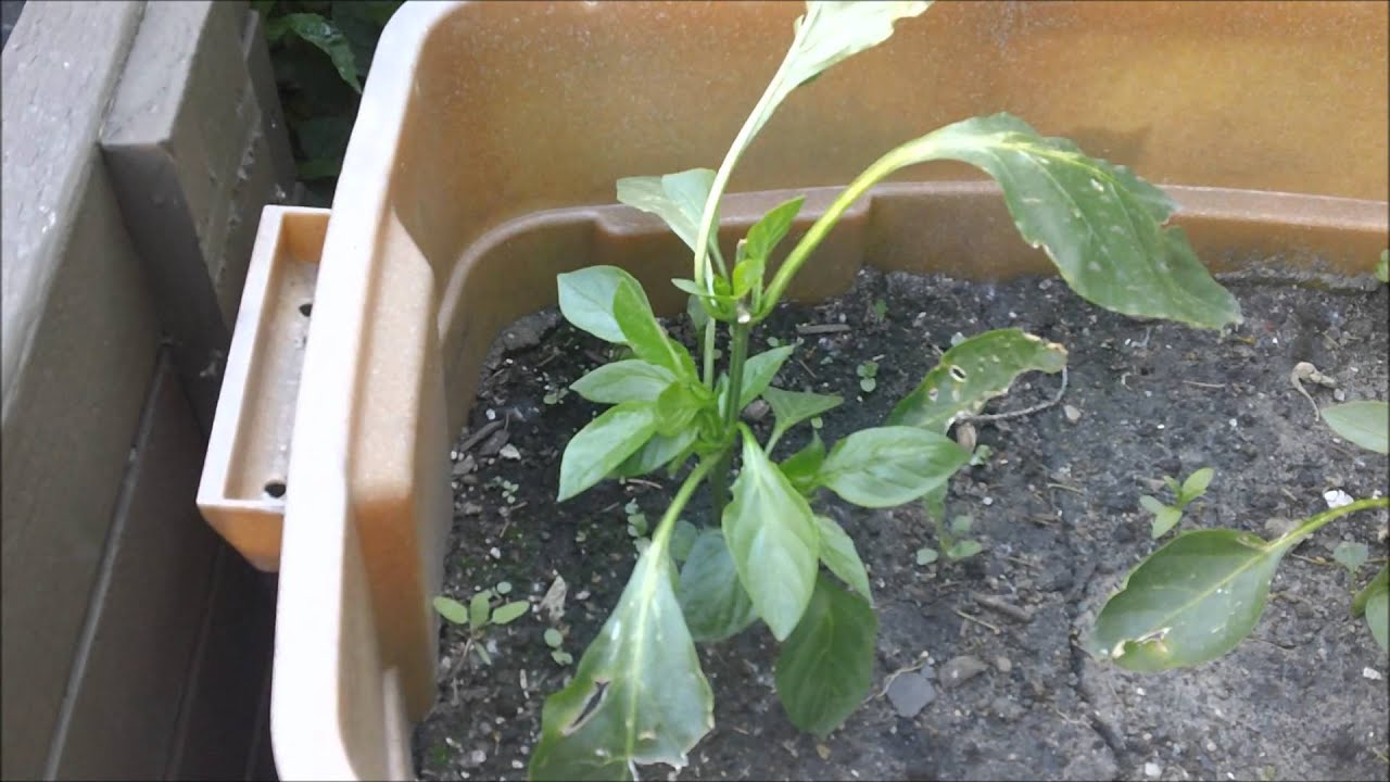 How to grow hot peppers part 6 and my tomatoes YouTube How to grow hot peppers part 6 and my tomatoes YouTube