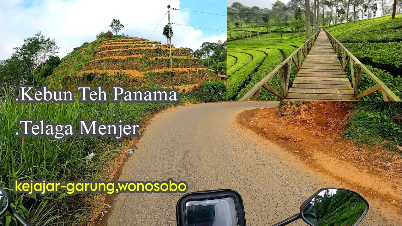 Jalur kebun Teh Panama Wonosobo #kebuntehpanama