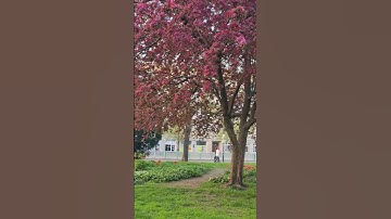 #SHORTS Ở ĐỨC NHIỀU LOẠI HOA QUÁ, ĐÂY KHÔNG BIẾT LÀ HOA GÌ,KHANH NGUYEN CUỘC SỐNG ĐỨC