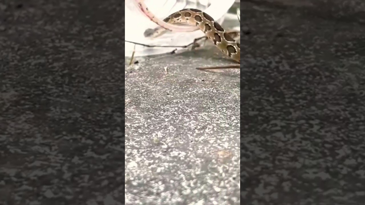 DIY Snake trap Using Hole Bottle 