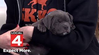 5K for K9s at Lake St. Clair Metropark