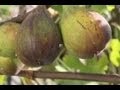 Le figuier ficus carica