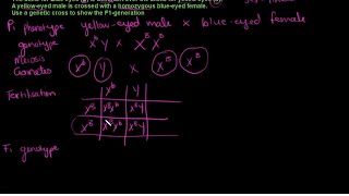 Grade 12 Your Questions Answered Genetics Sex-Linked Inheritance