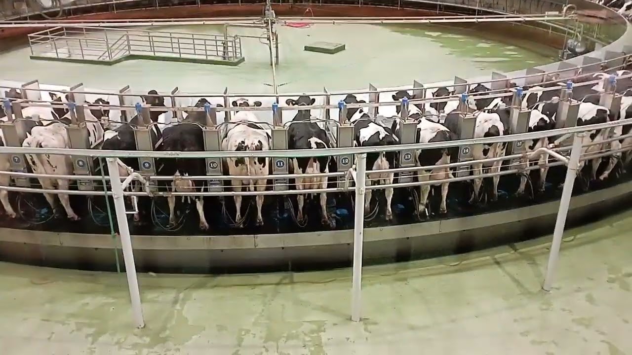 Doha Qatar Baladna Farm