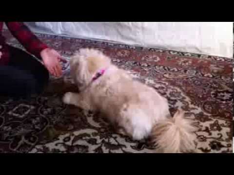 Dog-E-Training: Give me the paw command