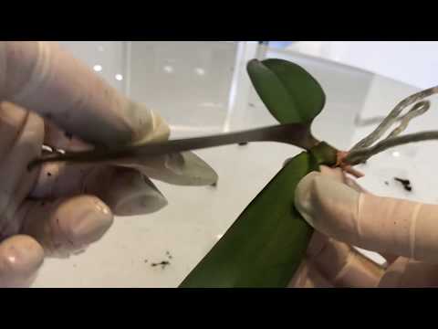Βίντεο: Phalaenopsis, τα βασικά στοιχεία της διατήρησης ορχιδέων σε ένα διαμέρισμα - 1