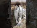 घोल फीस 🐠🐋🐟 गोल्डन फीस shorts video
