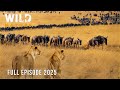 WILD RWANDA | Survival in the Kingdom of the Last Giants #naturedocumentaries | Wild Nature