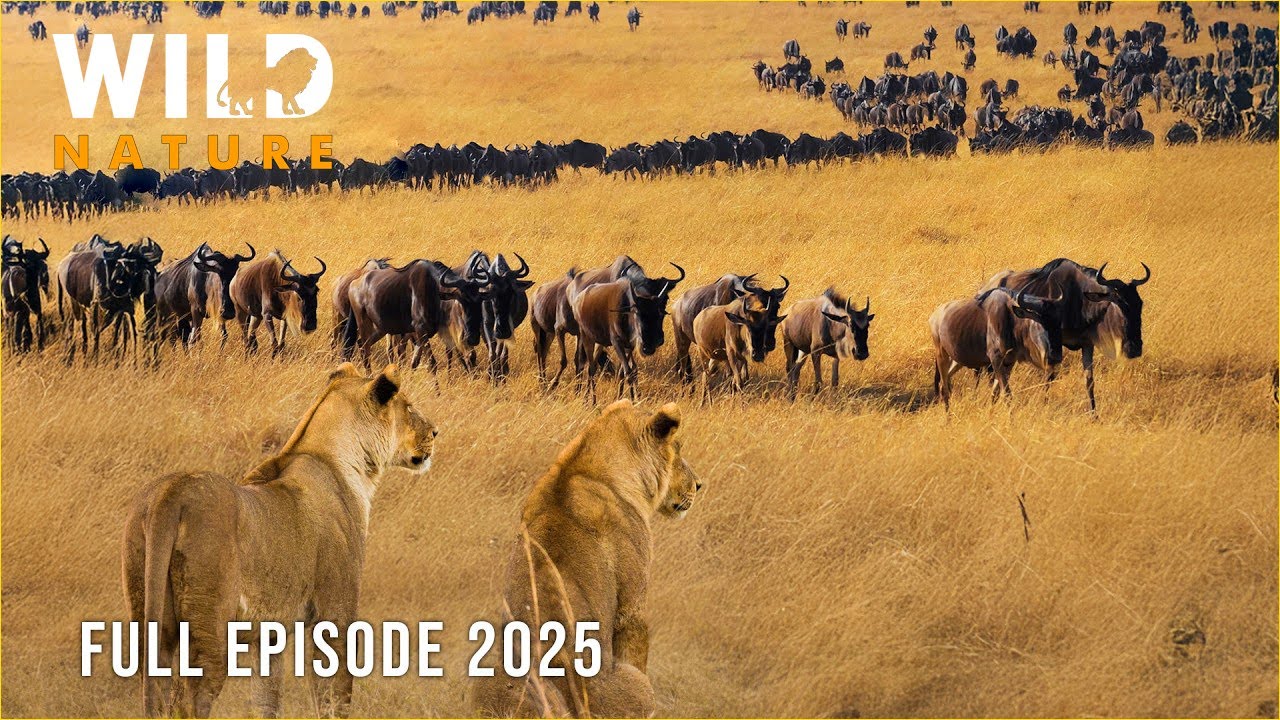 WILD RWANDA | Survival in the Kingdom of the Last Giants 