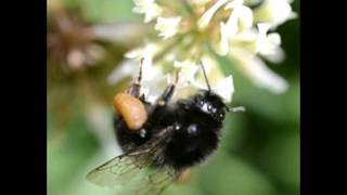 The Fascinating Types of Black Bees You Never Knew About Black Bee Looking Insect