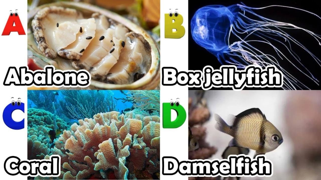 Песенка про алфавит и морских животных | Обучающее видео по алфавиту для детей дошкольного возрас...