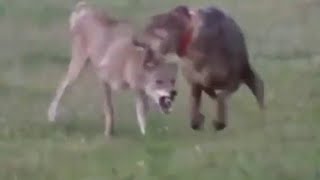 CaNe CoRSo vs Wolves