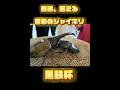 ［名勝負］ヘラクレスヘラクレスVS国産オオクワガタ　［クワガタ相撲大会］ #shortvideo #ヘラクレスオオカブト