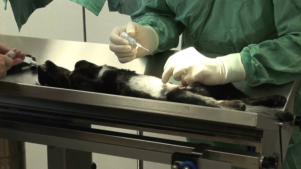 Sealing Incision On Cat Spay And Neuter Super Glue Vet YouTube Sealing Incision On Cat Spay And Neuter Super Glue Vet YouTube